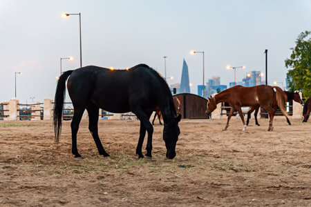 stables in the center of Doha Qatar, royal Arabian horses in the paddock in the evening.の写真素材