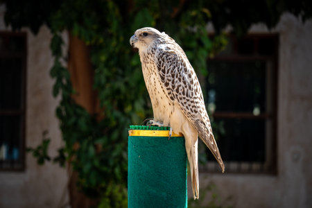Exposure of a Falcon for sale in Souq Waqif, Doha, Qatar, Middle Eastの写真素材