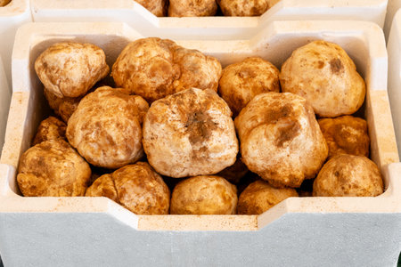 Close-up of a white truffle. expensive fresh mushroom is a delicacy. Lots of mushrooms in white containersの写真素材