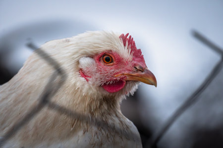 A chicken pecks the grass in a field in the village. a chicken in a pen for birds on a farm.