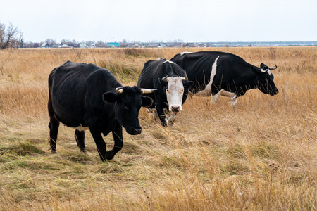 a herd of black angus cows standing and grazing in hay bales spread out on the ground on a sunny day. a herd of colorful cows in an autumn field chewing dry hay.の写真素材
