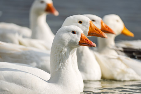 white geese swimming in the river. Goose close-up.の写真素材