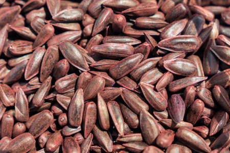 Background of sunflower seeds. red sunflower seeds close-up macro.の写真素材
