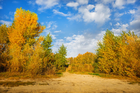 Autumn forest path. Orange color tree, leaves in fall city park. Autumn forest on sunny day. blue skyの写真素材