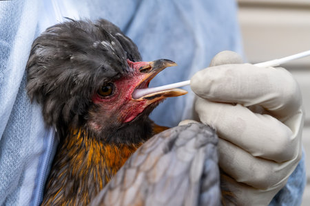 Veterinarian in gloves inserting a swab into a chicken s beak to diagnose avian influenza, poultry health testing and virus control procedureの写真素材