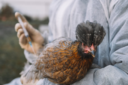 Close-up of a chicken and a syringe with medicine, illustrating treatment of avian diseases, including avian influenza, and overall poultry health care.の写真素材