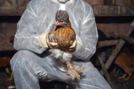 Veterinary lab specialist holding a chicken while performing a scientific avian pathogen swab during active poultry virus outbreak diagnostics.の写真素材