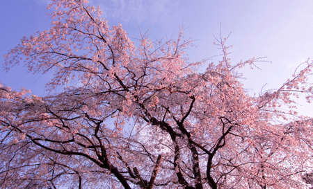 Closeup of a treeの写真素材