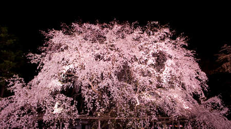 Flowers on the treeの写真素材