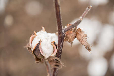 Cotton Plant Close-upの写真素材