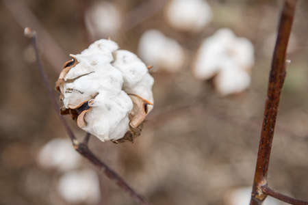 Cotton Plant Close-upの写真素材