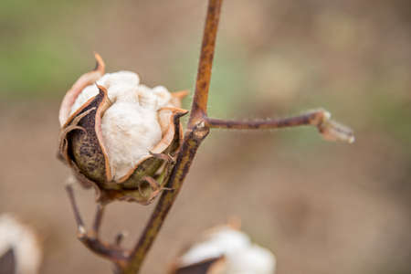 Cotton Plant Close-upの写真素材