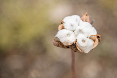 Cotton Plant Close-upの写真素材