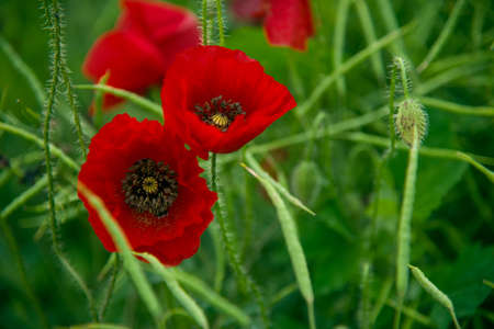 Wild poppies blooming on the field