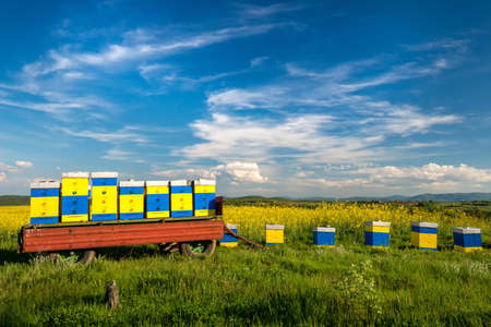 beehives at flowering field of colza outdoors in spring
