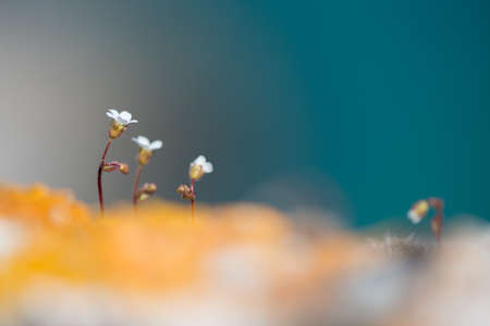 wild white rock flowers  on the background of the sea - selective focus, copy space