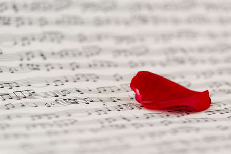 rose petal and music sheetsの写真素材