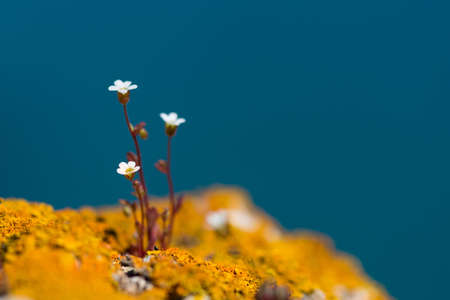 wild white rock flowers  on the background of the sea - selective focus, copy spaceの写真素材