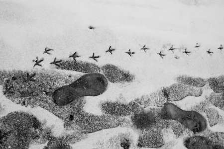 human and bird footprints in the snowの写真素材