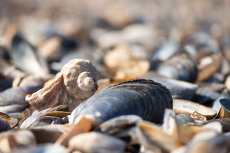 Shell on the beachの写真素材