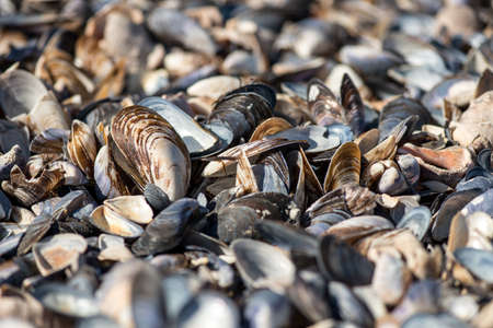 Shell on the beach