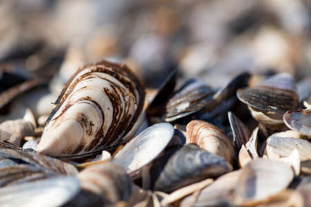 Shell on the beachの写真素材