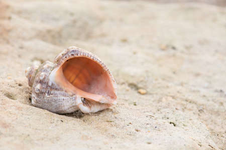 Shell on the beach - copy spaceの写真素材