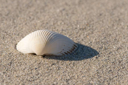 Shell on the beach - copy space