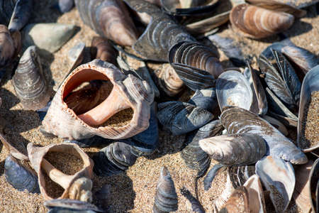 Shell on the beachの写真素材