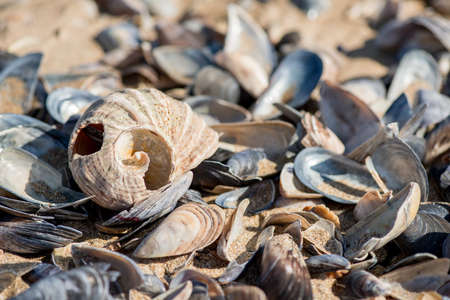 Shell on the beachの写真素材