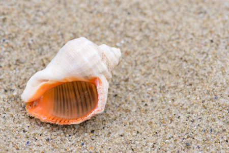 Shell on the beach - copy spaceの写真素材