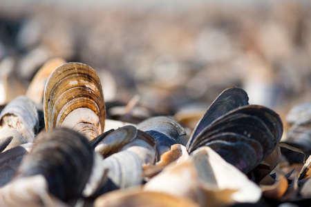 Shell on the beach