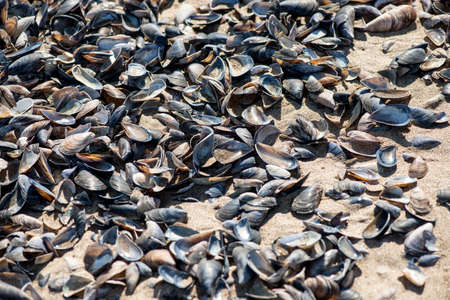 Shell on the beachの写真素材