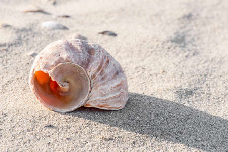 Shell on the beach - copy spaceの写真素材