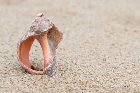 Shell on the beach - copy space