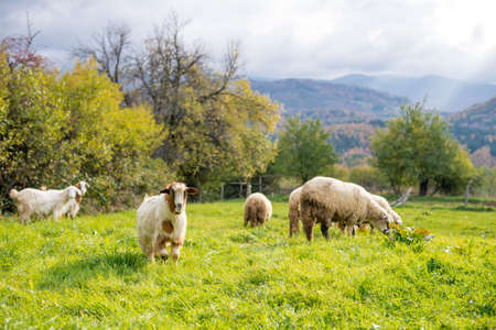 Goat on a pasture in the autumn in the mountains