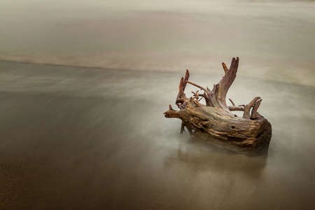 Dry stump standing in the waterの写真素材