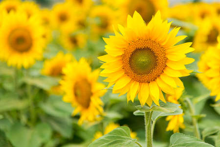 Agriculture stock image - Sunflower fieldの写真素材