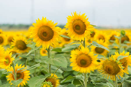 Agriculture stock image - Sunflower fieldの写真素材