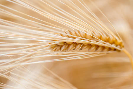 Barley grain is used for flour, barley bread, barley beer, some whiskeys, some vodkas, and animal fodder.の写真素材