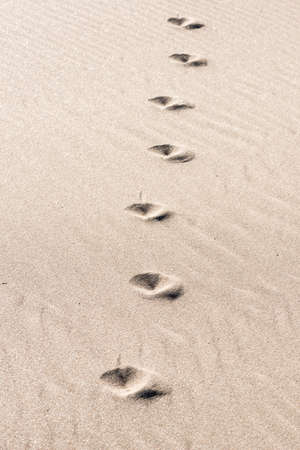 animal traces in the sand