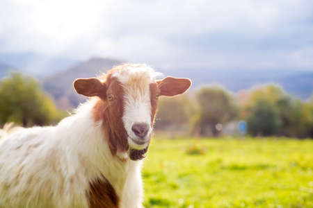 Goat on a pasture in the autumn in the mountains -  blured background
