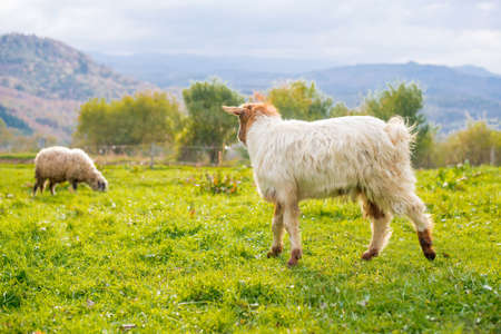 Goat on a pasture in the autumn in the mountains - blured backgroundの写真素材