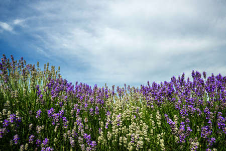 Meadow of lavender. Nature composition. Copy space.の写真素材
