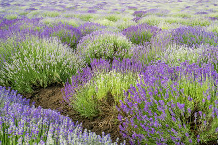 Meadow of lavender. Nature composition