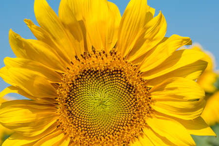 sunflower close-up with copy spaceの写真素材