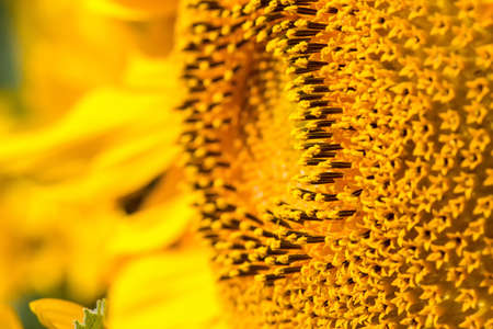 sunflower close-up with copy spaceの写真素材