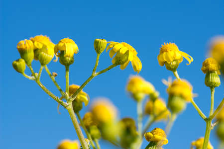 Yellow meadow florets against the sky - selective focus