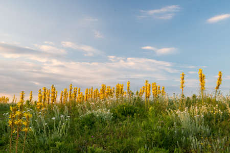 Yellow meadow florets against the sky - selective focusの写真素材