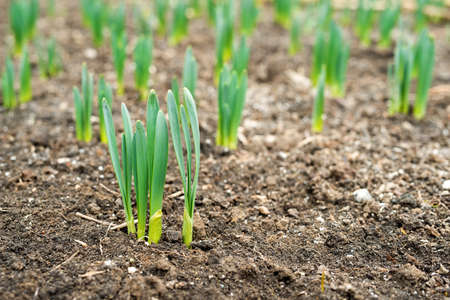 Sprouted spring flowers daffodils in early spring garden - selective focus, copy spaceの写真素材